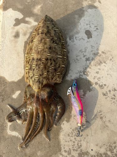 コウイカの釣果