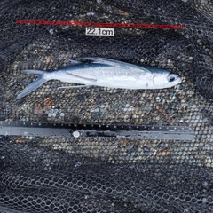 トビウオの釣果