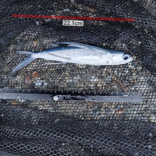トビウオの釣果