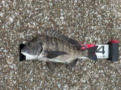 クロダイの釣果