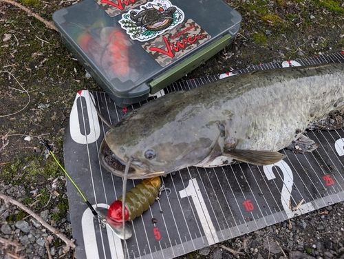 ナマズの釣果
