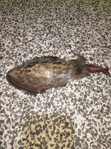 コウイカの釣果