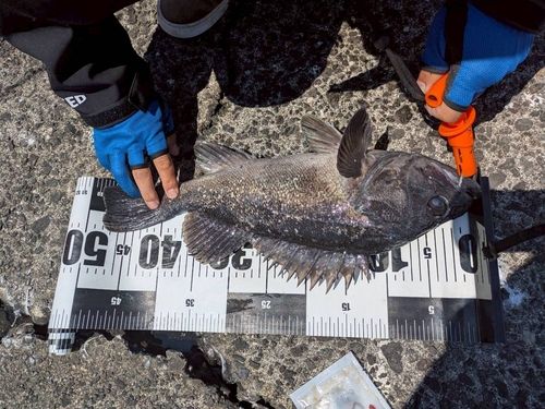 クロソイの釣果