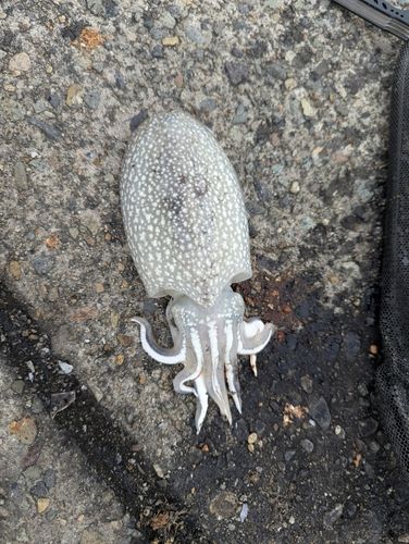 シリヤケイカの釣果
