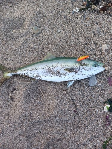 ワラサの釣果