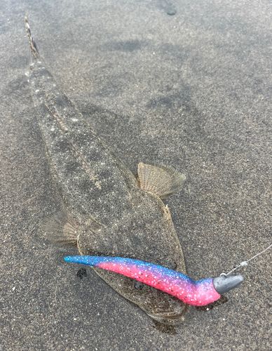 マゴチの釣果
