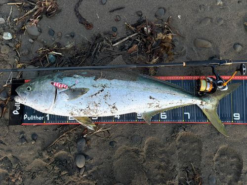 ブリの釣果