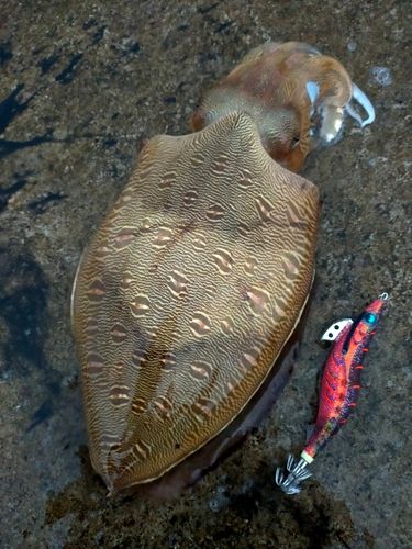 モンゴイカの釣果