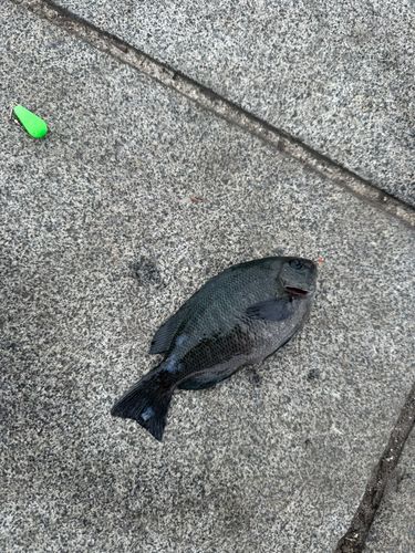 メジナの釣果