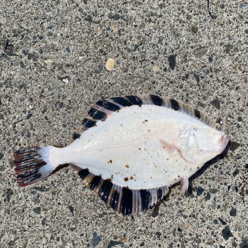 ヌマガレイの釣果