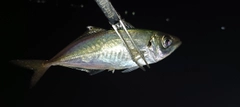 マアジの釣果