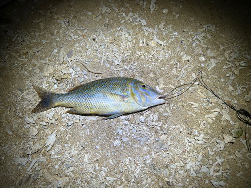 タマンの釣果