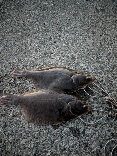 マガレイの釣果
