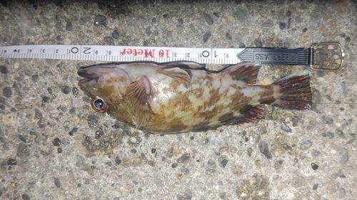 カサゴの釣果