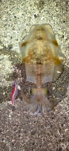 アオリイカの釣果