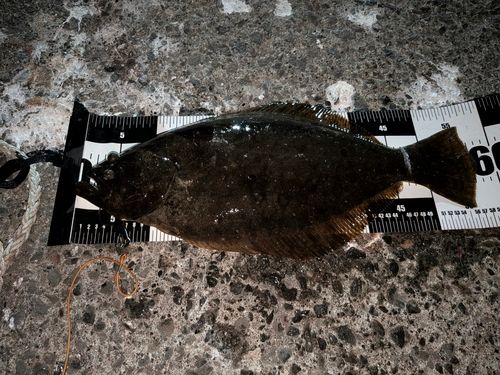 ヒラメの釣果