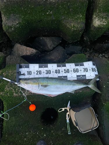 ブリの釣果