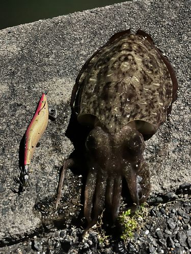 コウイカの釣果