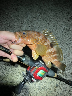 キジハタの釣果