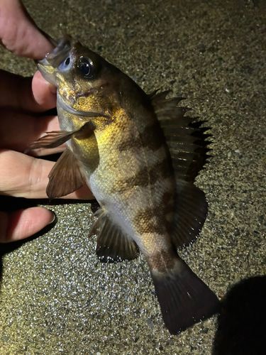 メバルの釣果