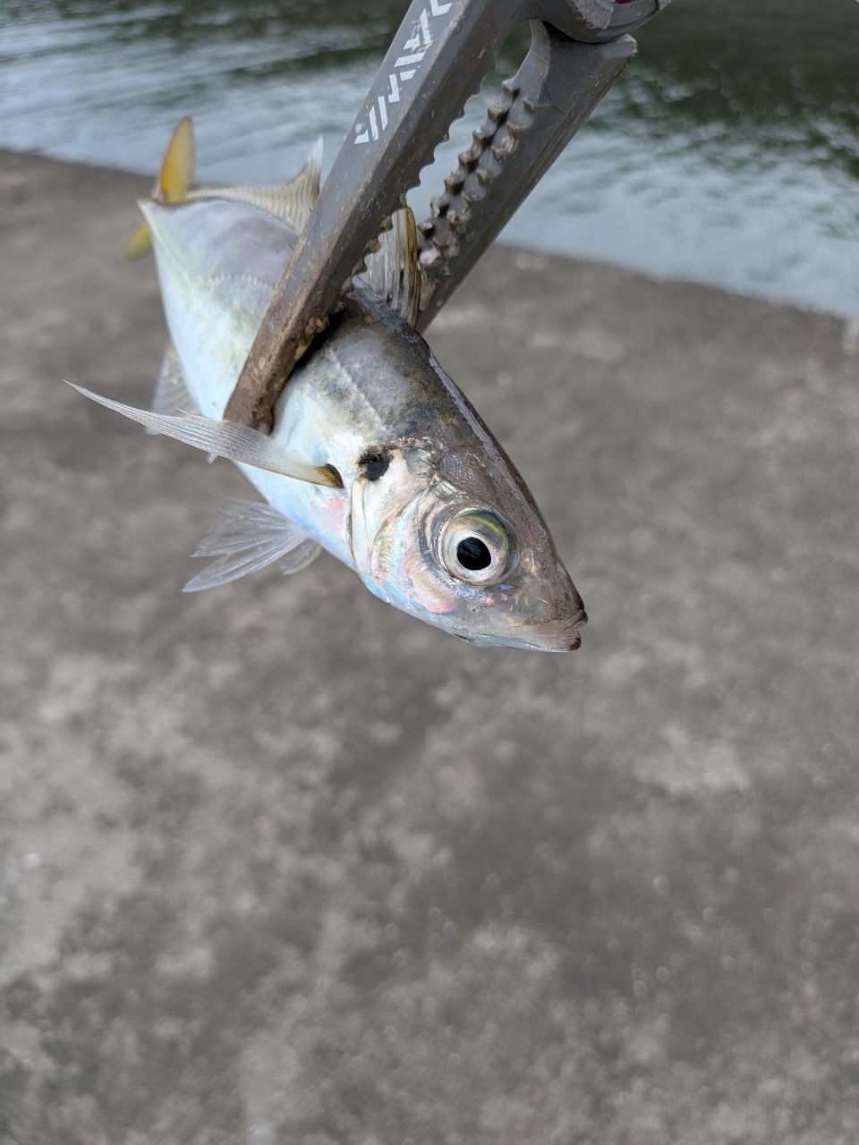DAIWA 23月下美人 AIR AJING 510UL-S・Wの最安値・インプレ・釣果