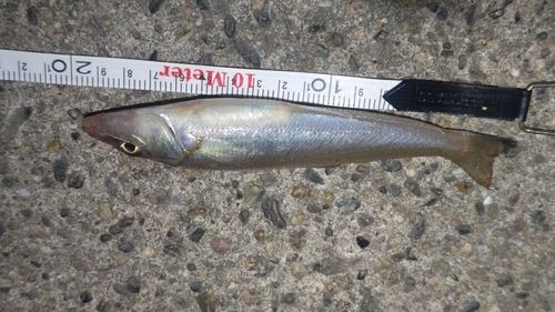 キスの釣果
