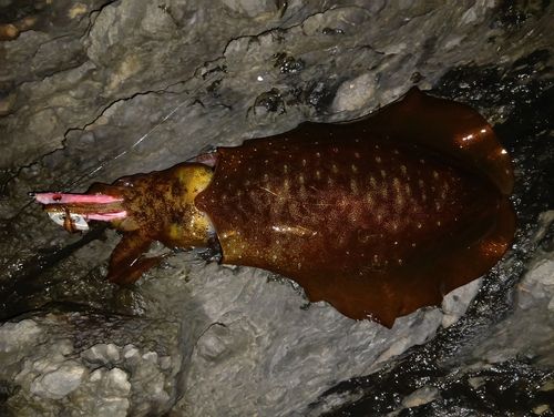 アオリイカの釣果