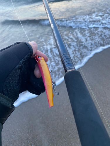 コノシロの釣果