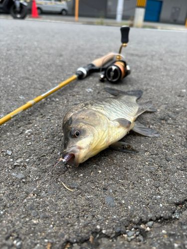 フナの釣果