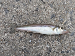シロギスの釣果