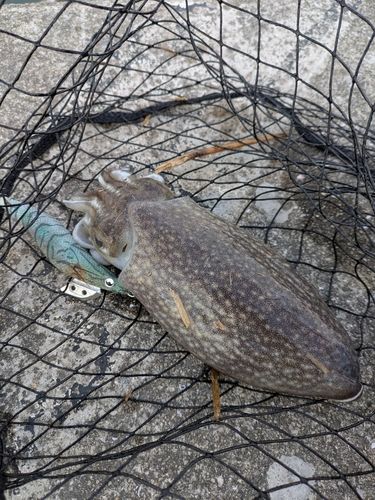 シリヤケイカの釣果