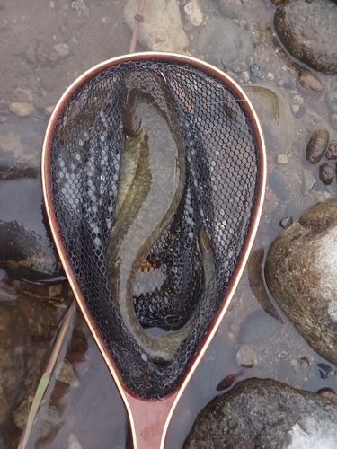 茨城県で釣れたライギョの釣り・釣果情報 - アングラーズ | 釣果600万