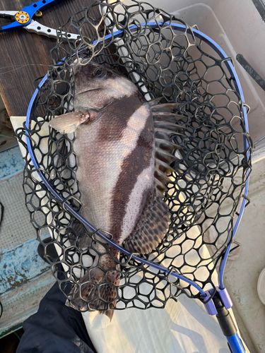 コショウダイの釣果