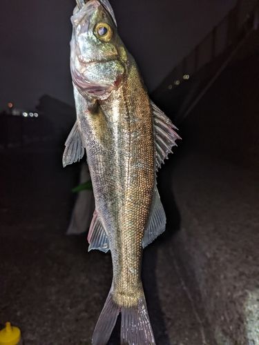 セイゴ（ヒラスズキ）の釣果
