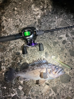 クロソイの釣果