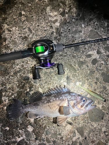 クロソイの釣果