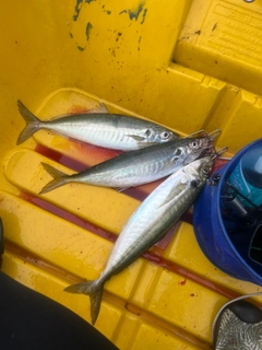 マアジの釣果