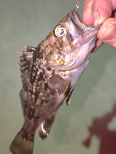 クロソイの釣果