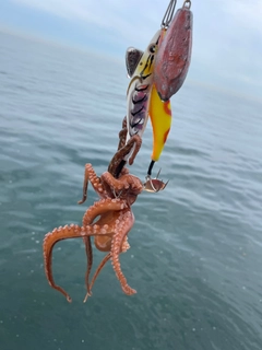 タコの釣果