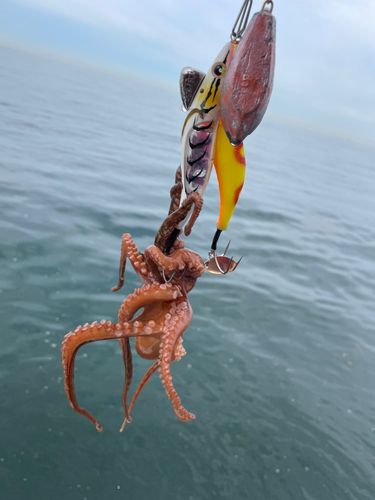 タコの釣果