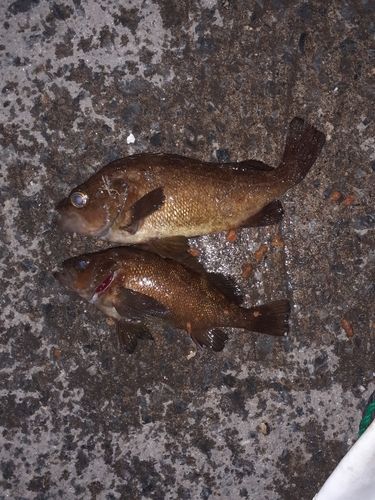 エゾメバルの釣果