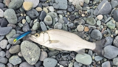 セイゴ（ヒラスズキ）の釣果