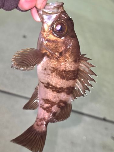 メバルの釣果