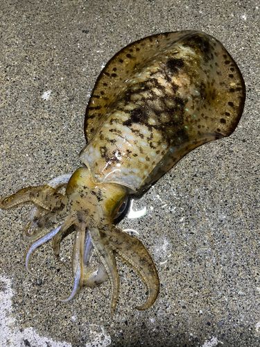 アオリイカの釣果