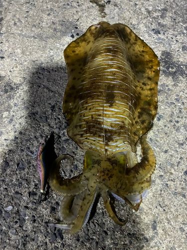 アオリイカの釣果