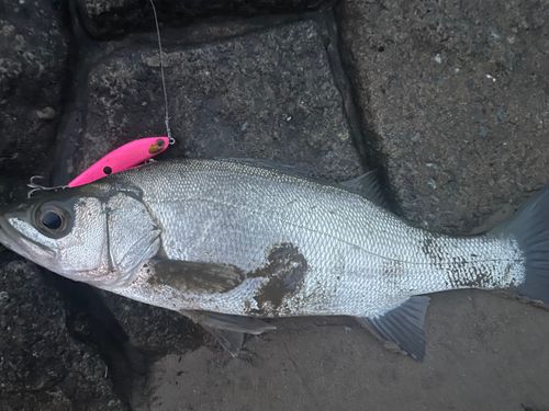 フッコ（ヒラスズキ）の釣果