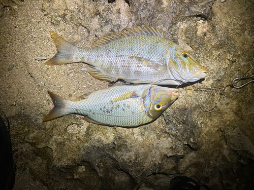 タマンの釣果