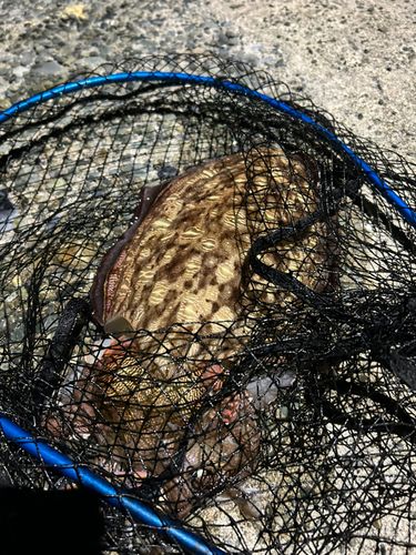モンゴウイカの釣果