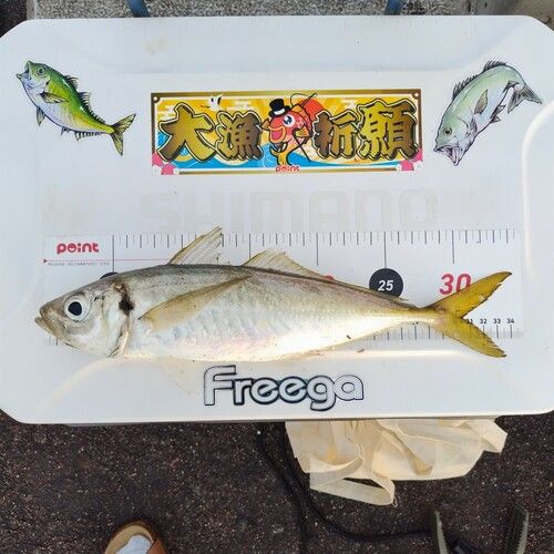 アジの釣果