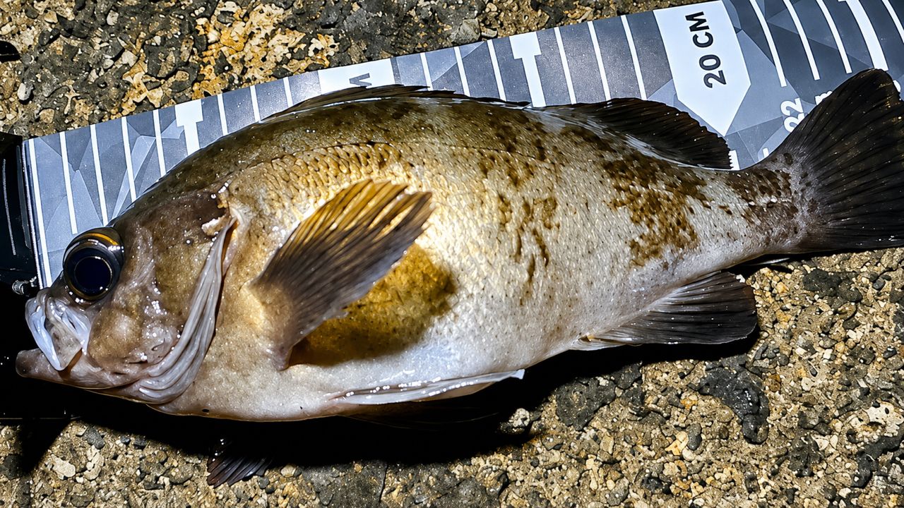DAIWA 22ルアーニスト モバイル 86ML-4の最安値・インプレ・釣果